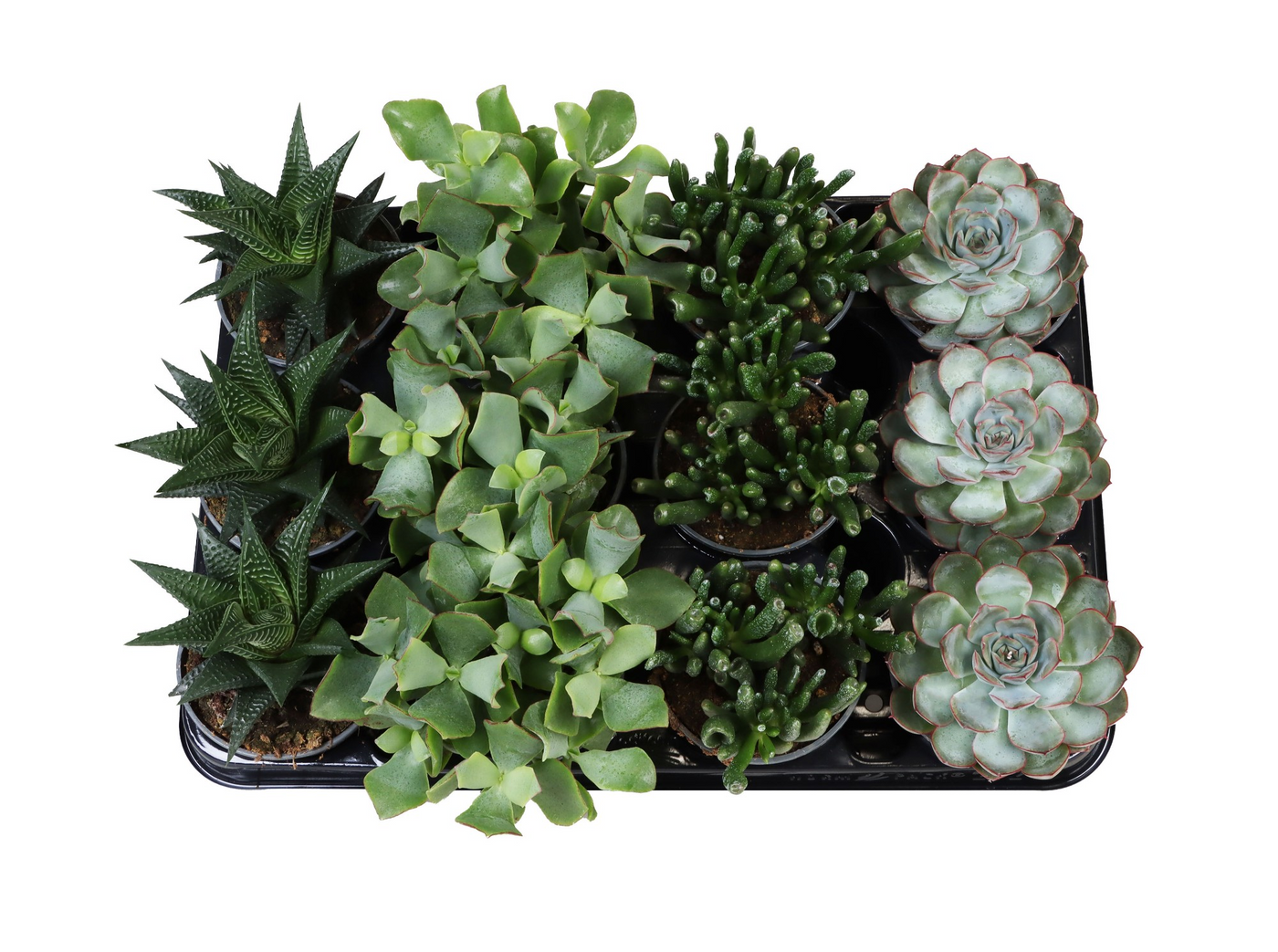 Planta naturala H15cm Succulent mix PS9/ in pamant