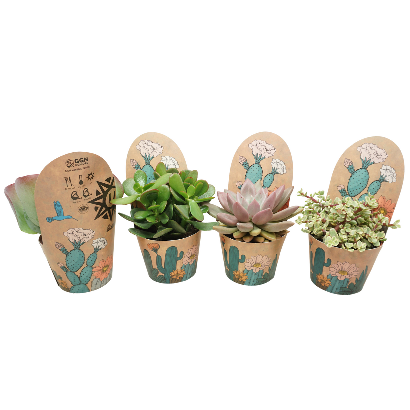 Planta naturala H15cm Succulenten mix PS10/ in pamant