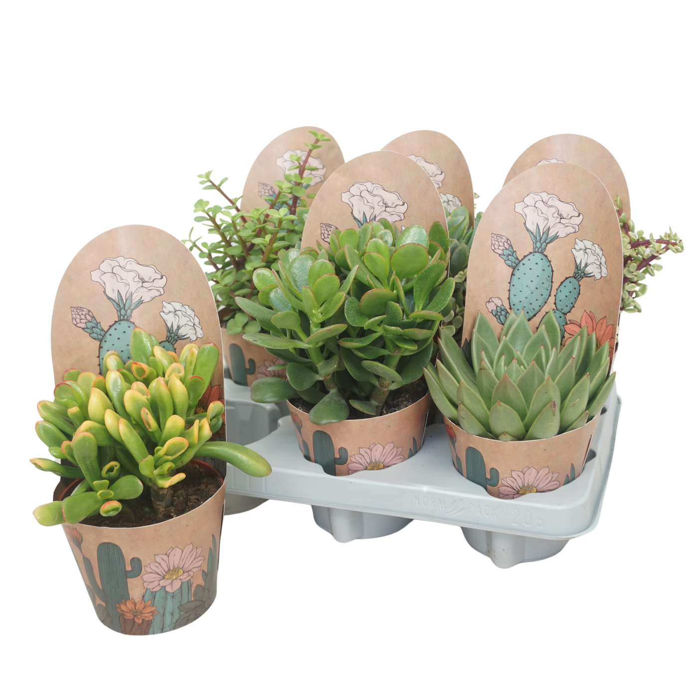 Planta naturala H15cm Succulenten mix PS12/ in pamant
