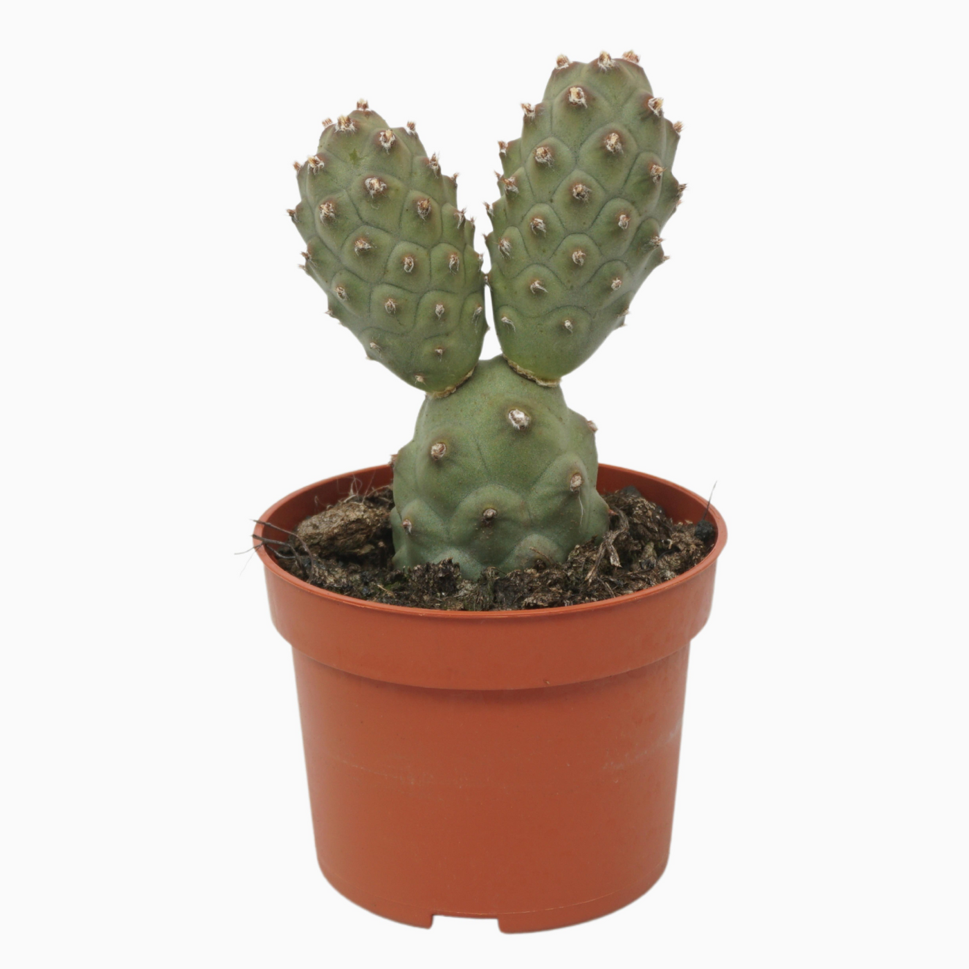 Planta naturala H15cm Tephrocactus articulatus PS10/ in pamant