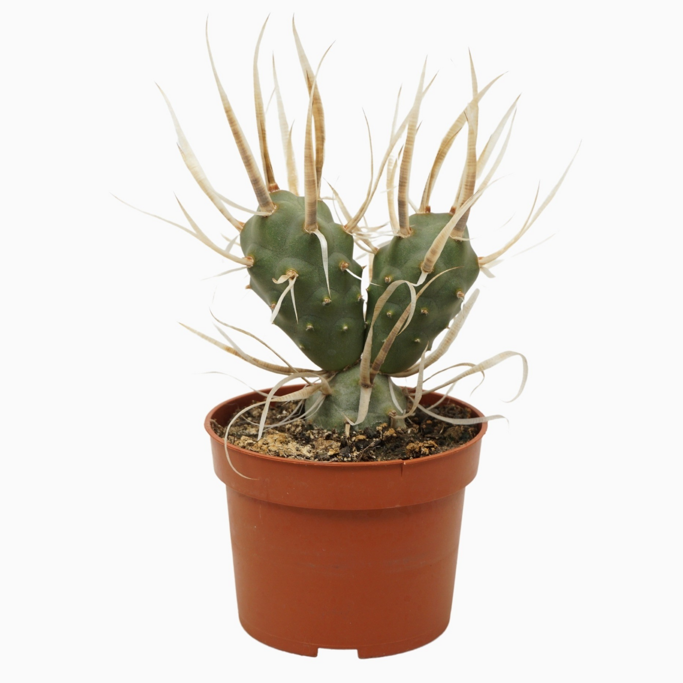 Planta naturala H15cm Tephrocactus papyracanthus PS10/ in pamant