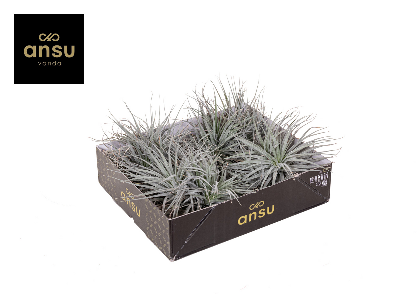 Planta naturala H15cm Tillandsia Super Silver XL PS20/ in pamant