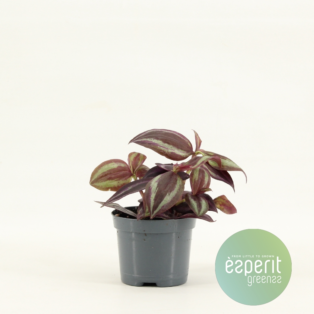 Planta naturala H15cm Tradescantia Jewel Red PS8/ in pamant