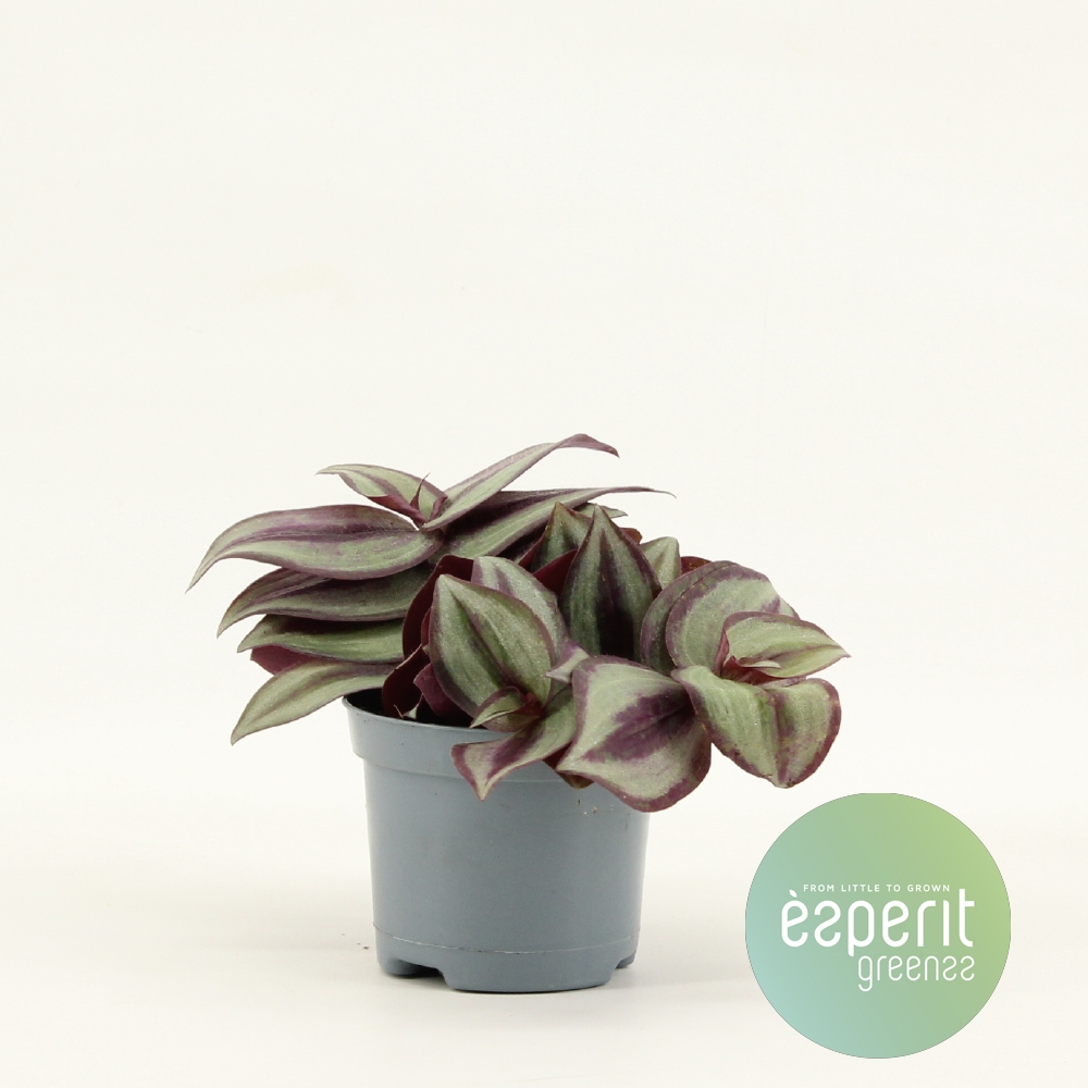 Planta naturala H15cm Tradescantia Zebrina Violet PS8/ in pamant