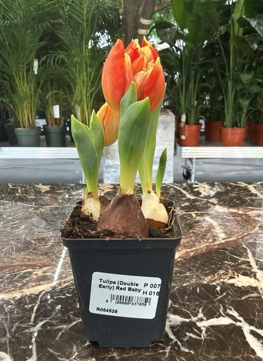 Planta naturala H15cm Tulipa (Lalea) (Double Early) Red Baby PS7/ in pamant