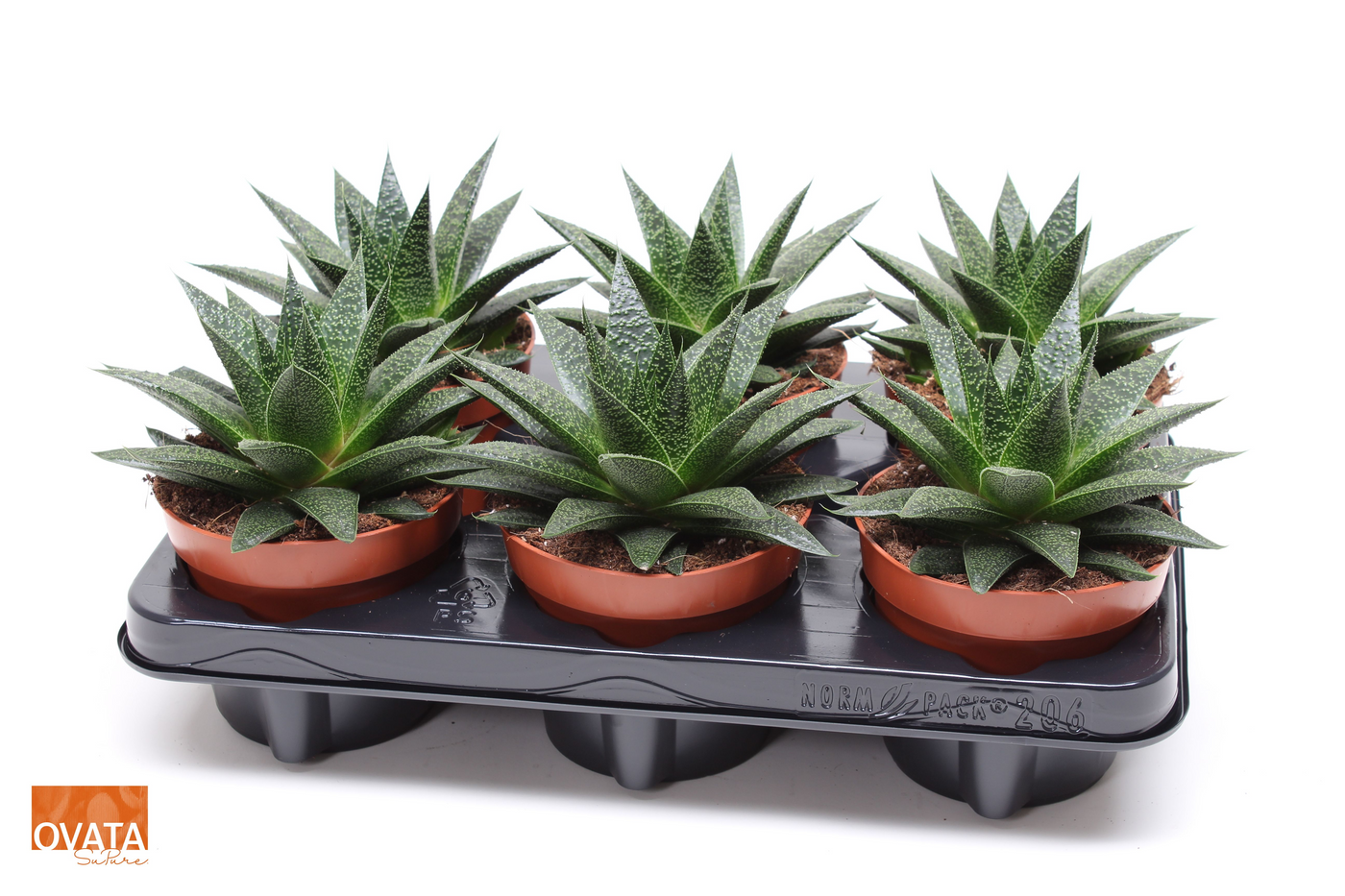 Planta naturala H15cm xGasteraloe Noa PS12/ in pamant