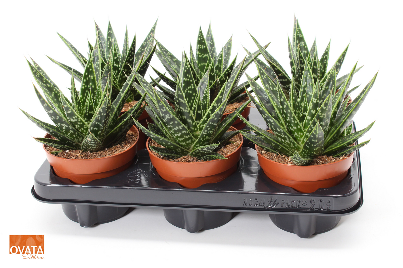 Planta naturala H15cm xGasteraloe Tess PS12/ in pamant