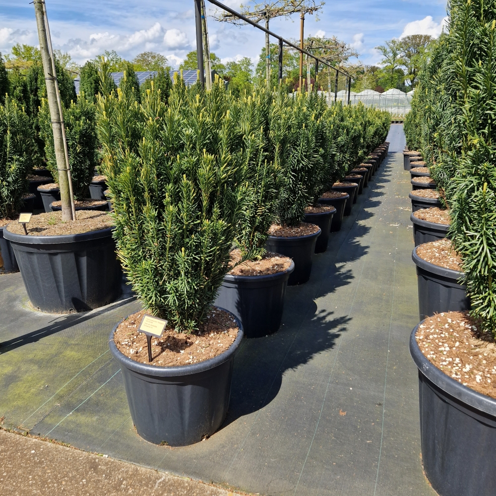 Planta naturala H160cm Cephalotaxus harringtonii 'Fastigiata' PS55/ in pamant