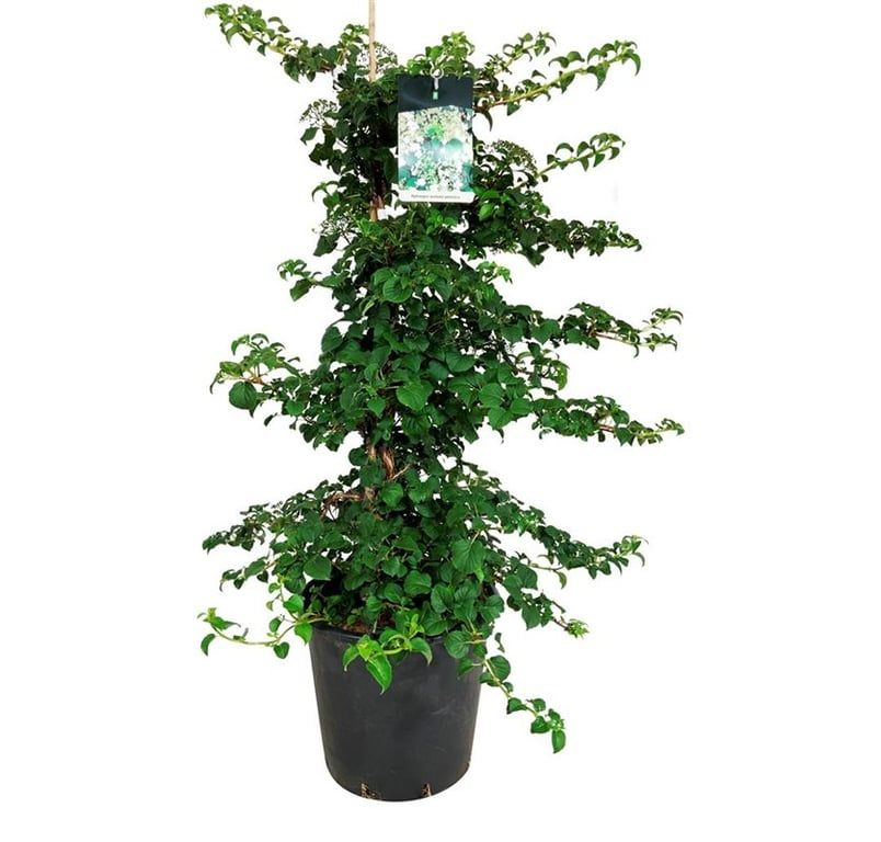 Planta naturala H160cm Hydrangea petiolaris PS40/ in pamant