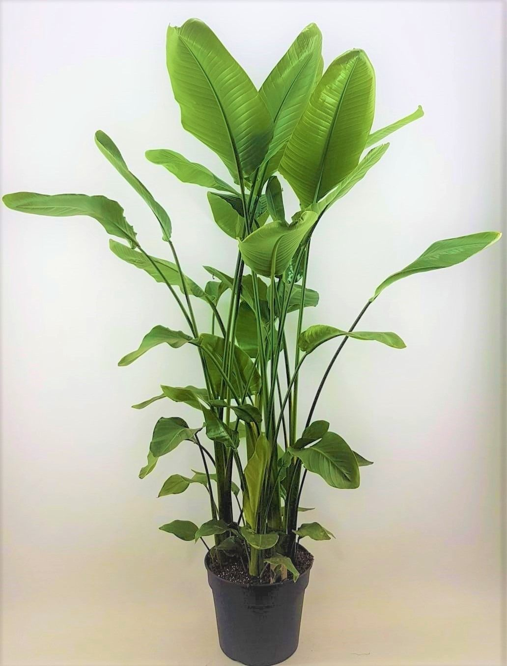 Planta naturala H160cm Strelitzia nicolai PS38/ in pamant