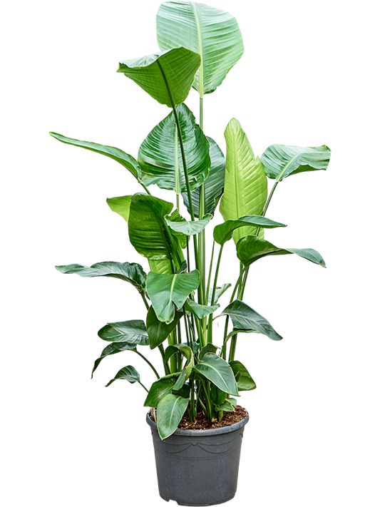 Planta naturala H160cm Strelitzia nicolai PS38/ in pamant