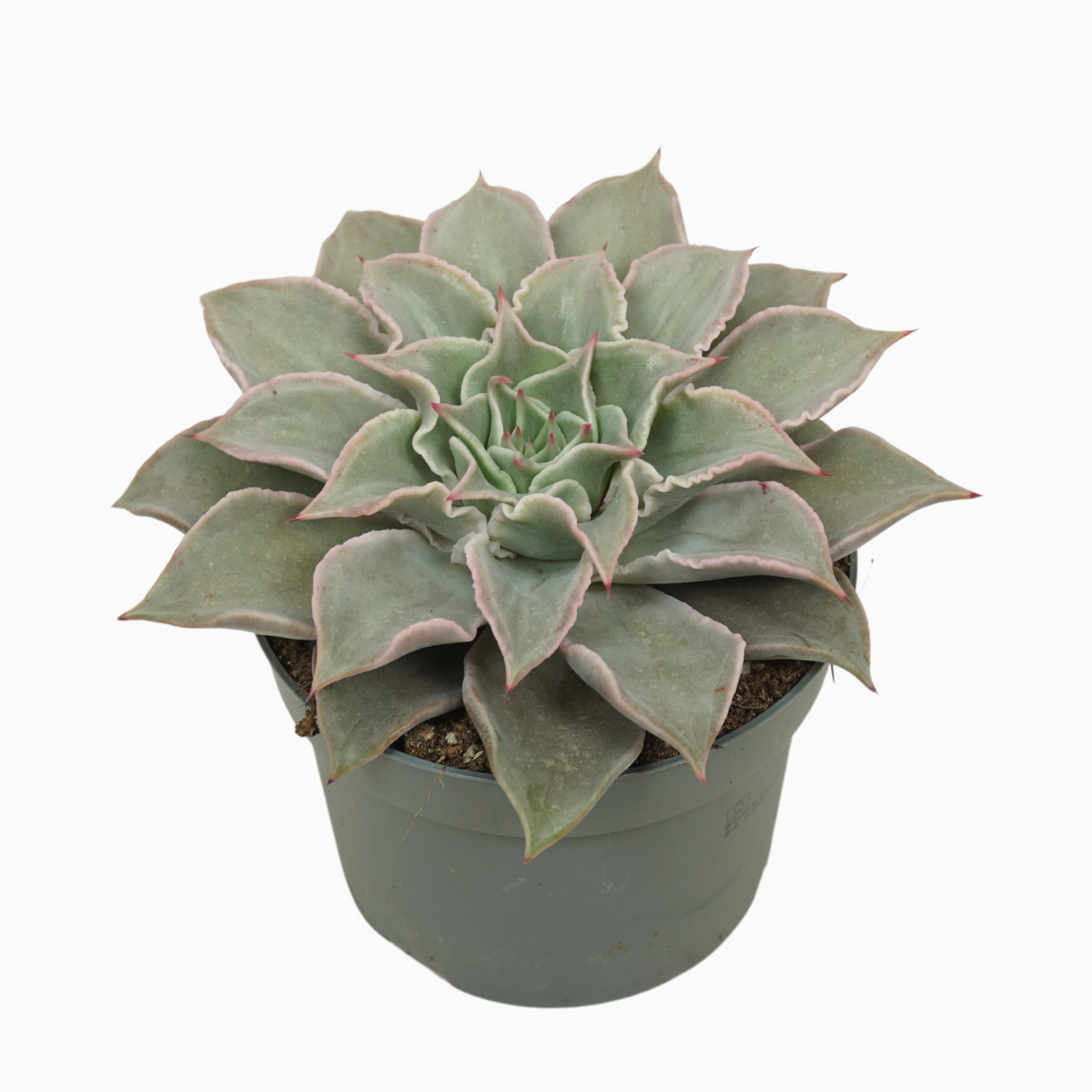 Planta naturala H16cm Echeveria maradiba PS13/ in pamant