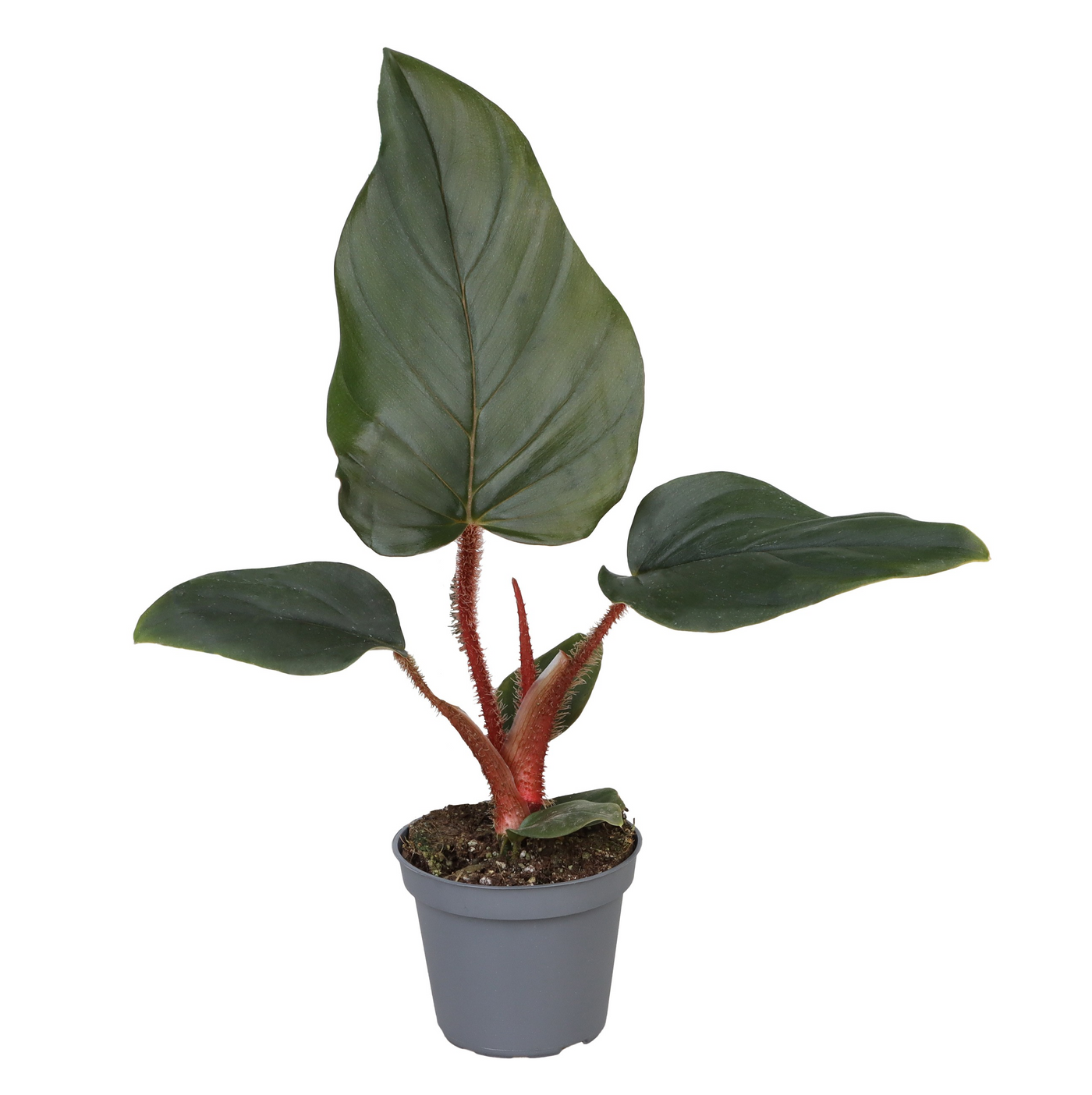 Planta naturala H16cm Philodendron Squamiferum x Serpens PS6/ in pamant