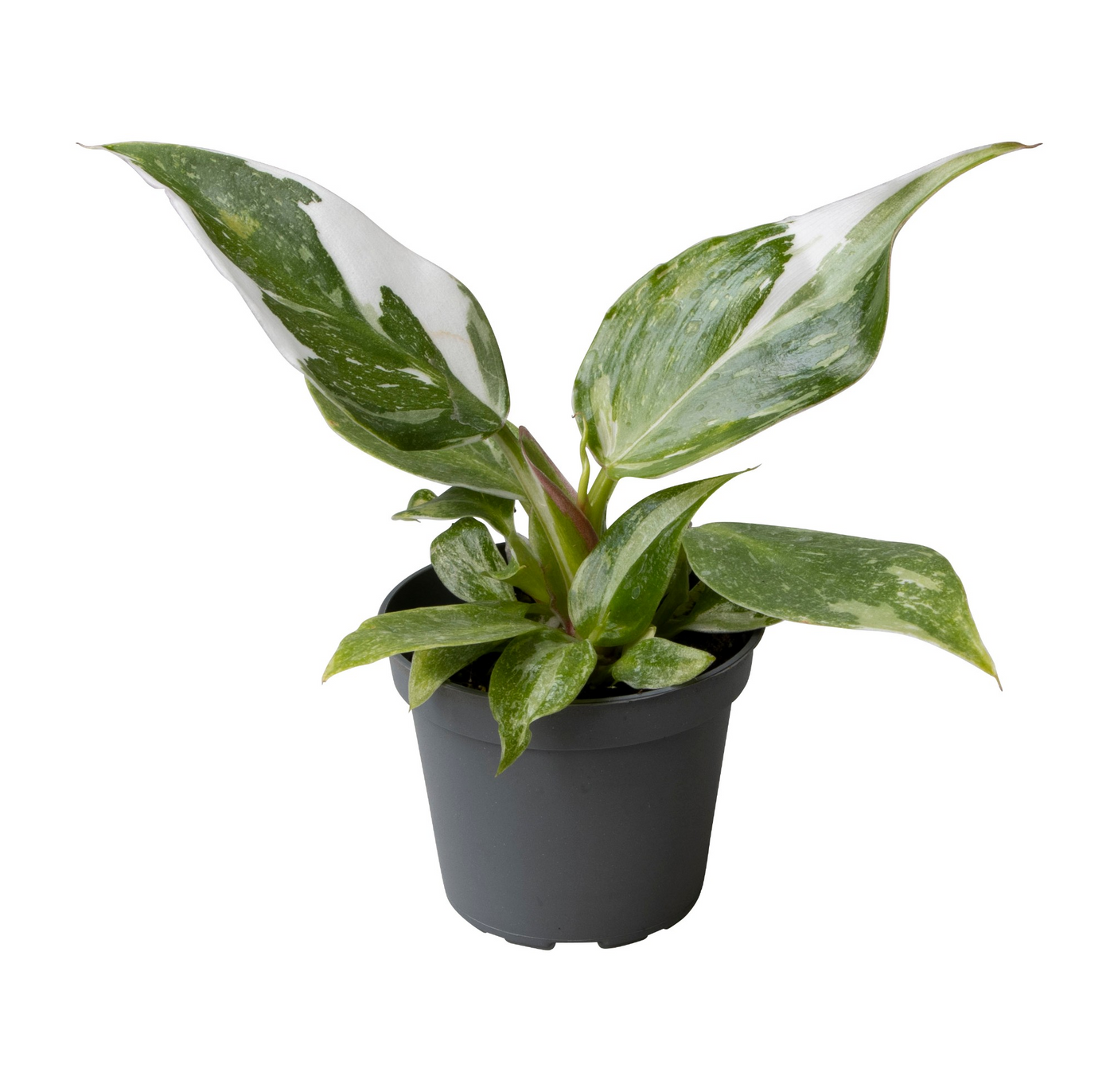 Planta naturala H16cm Philodendron 'White Princess' PS6/ in pamant