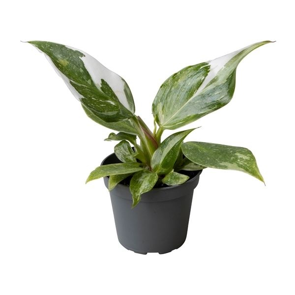 Planta naturala H16cm Philodendron 'White Princess' PS6/ in pamant