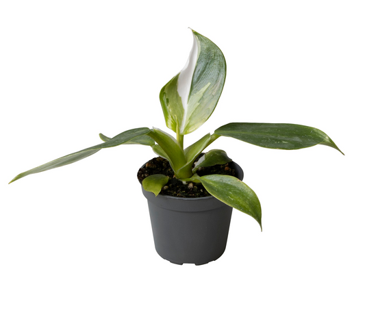 Planta naturala H16cm Philodendron 'White Wizard' PS6/ in pamant
