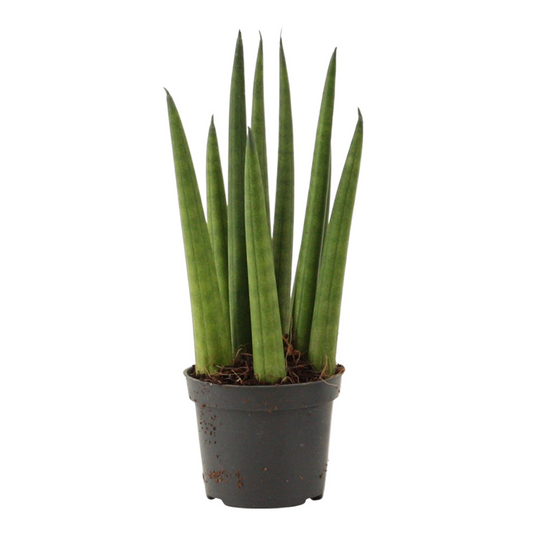 Planta naturala H16cm Sansevieria cylindrica 'Rocket' PS6/ in pamant