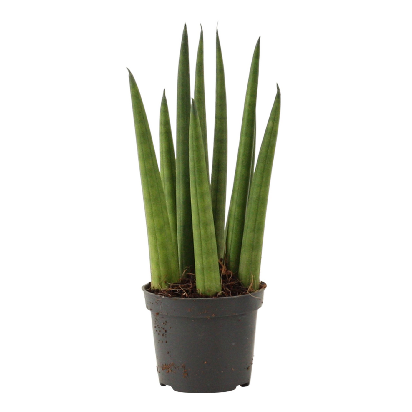 Planta naturala H16cm Sansevieria cylindrica 'Rocket' PS6/ in pamant