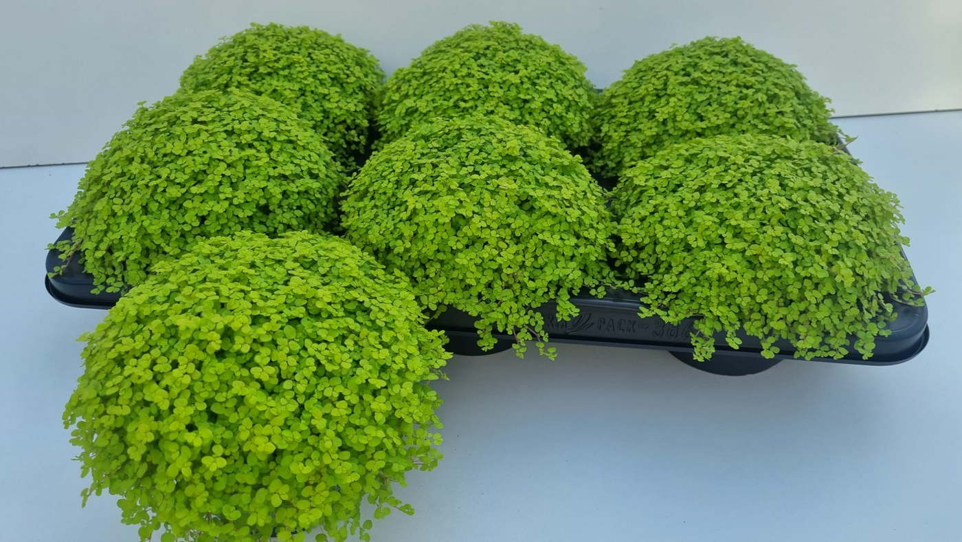 Planta naturala H16cm Soleirolia soleirolii (helexine) 'Aurea' PS13/ in pamant