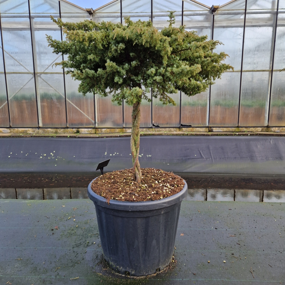 Planta naturala H170cm Juniperus communis 'Green Carpet' PS60/ in pamant