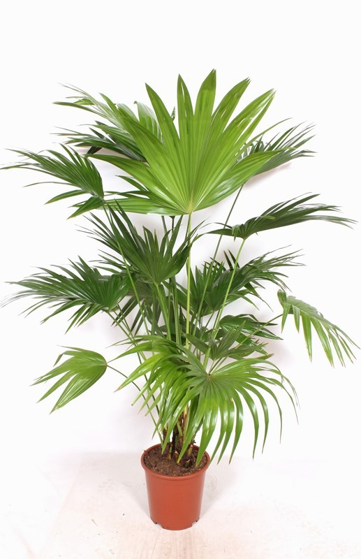 Planta naturala H170cm Livistona chinensis PS27/ in pamant