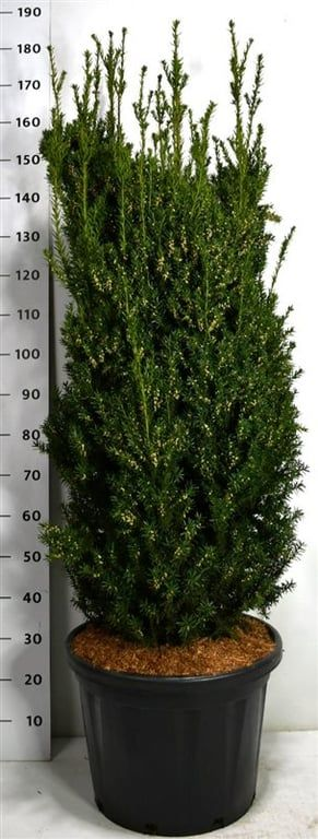 Planta naturala H170cm Taxus x media 'Hillii' PS50/ in pamant