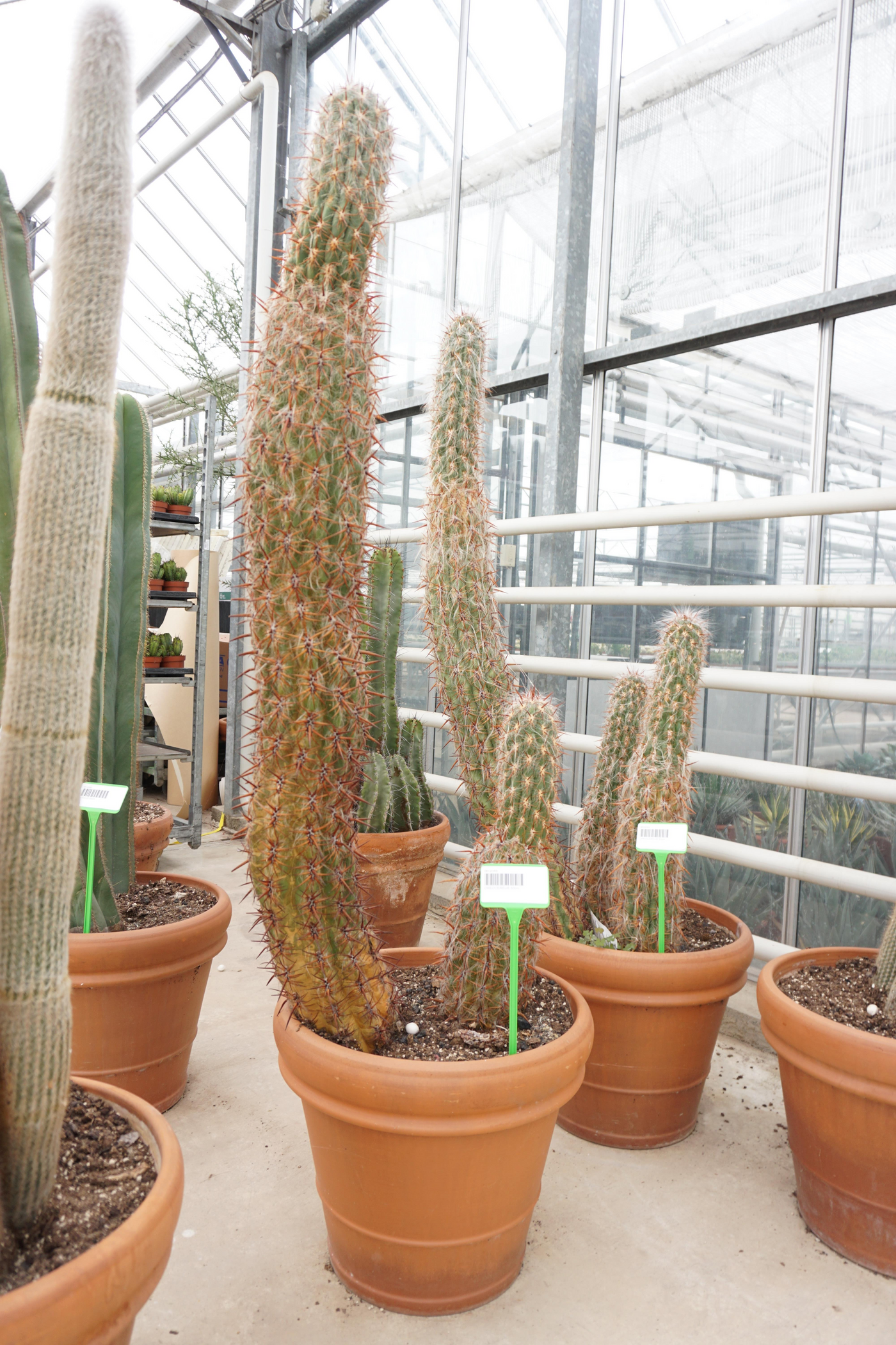 Planta naturala H175cm Oreocereus PS50/ in pamant