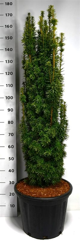 Planta naturala H175cm Taxus baccata 'David' PS40/ in pamant