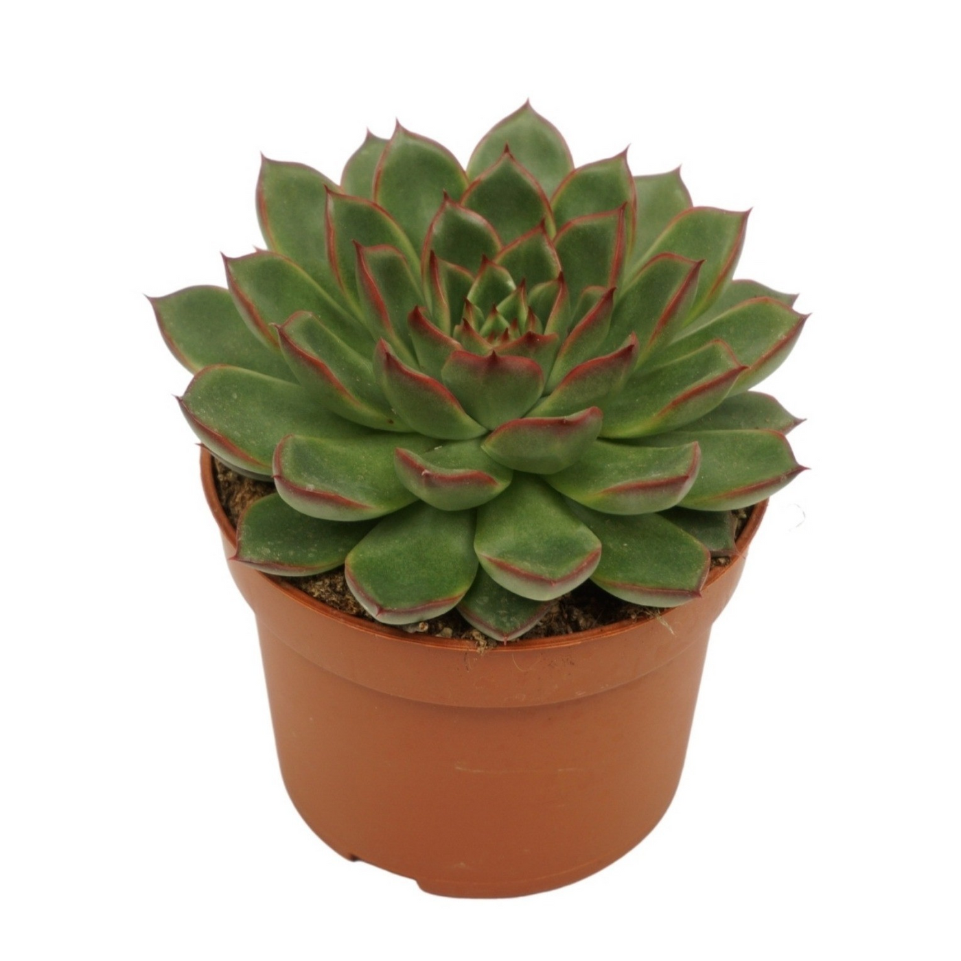 Planta naturala H17cm Echeveria skat PS10/ in pamant