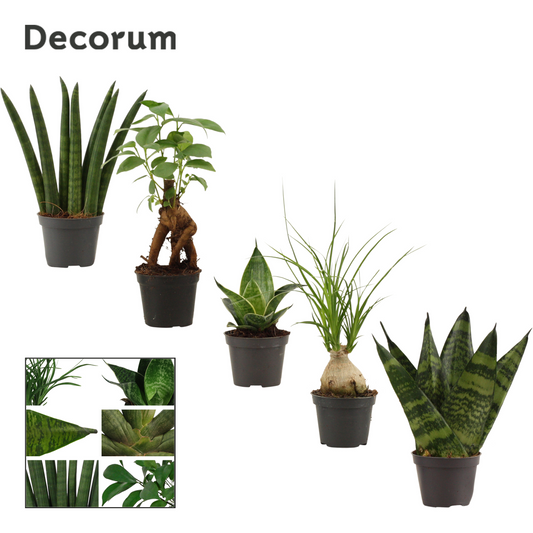 Planta naturala H17cm Groenmix mini PS6/ in pamant