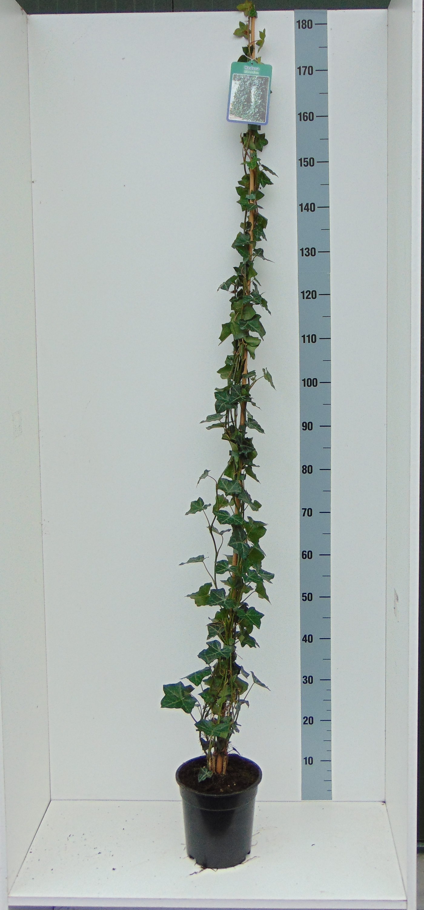 Planta naturala H180cm Hedera hibernica PS19/ in pamant