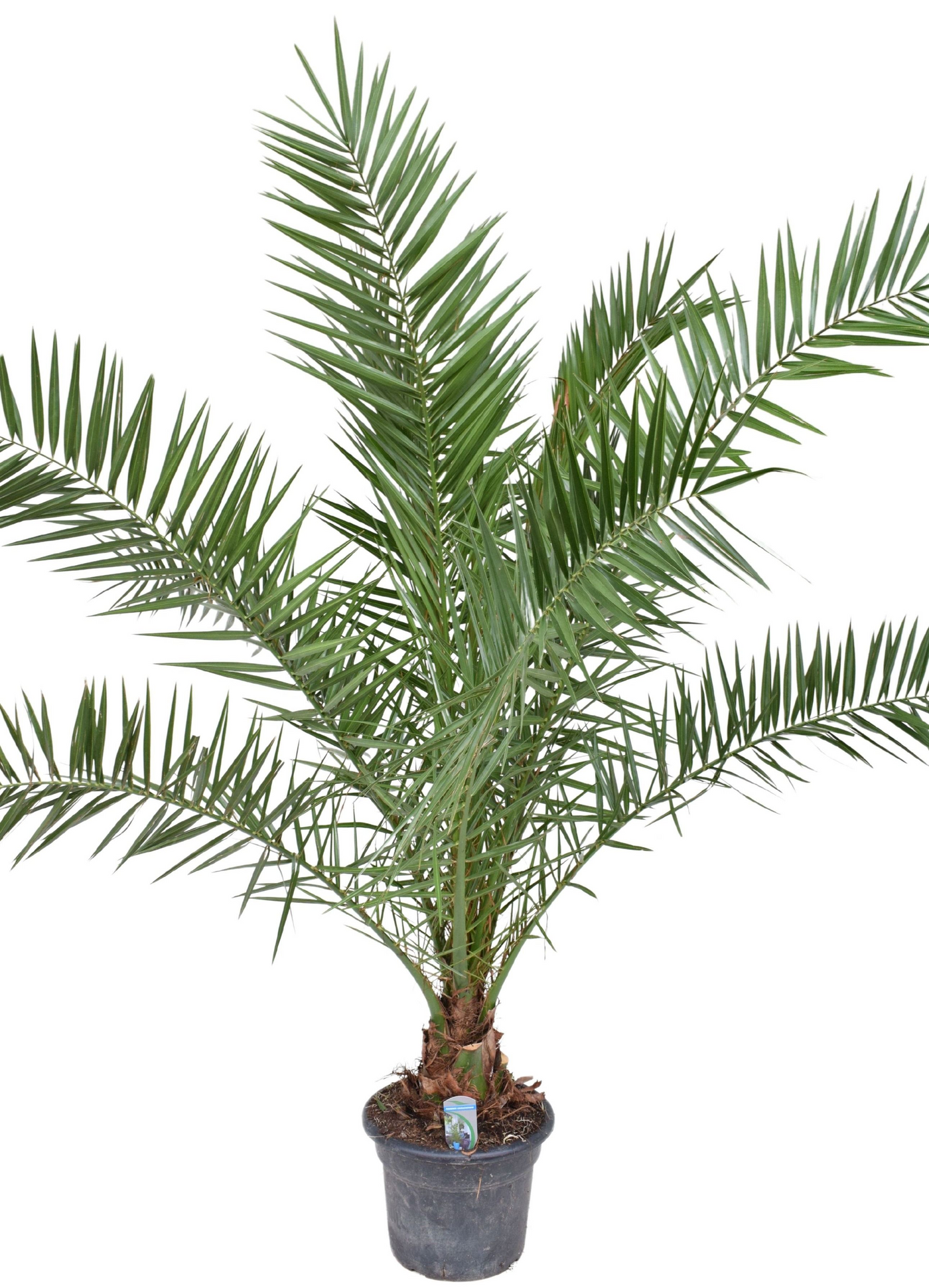 Planta naturala H180cm Phoenix canariensis PS30/ in pamant