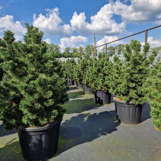 Planta naturala H180cm Pinus mugo 'Gnom' PS70/ in pamant
