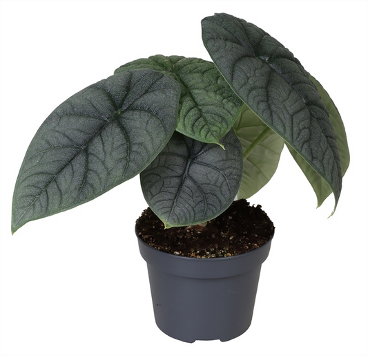 Planta naturala H18cm Alocasia Melo PS12/ in pamant
