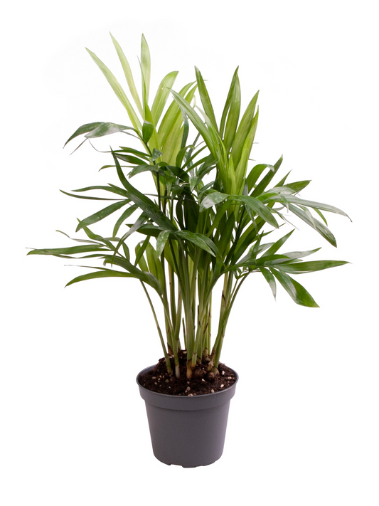 Planta naturala H18cm Chamaedorea Elegans PS6/ in pamant