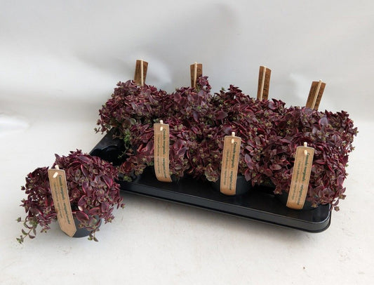 Planta naturala H18cm Crassula marginalis PS12/ in pamant