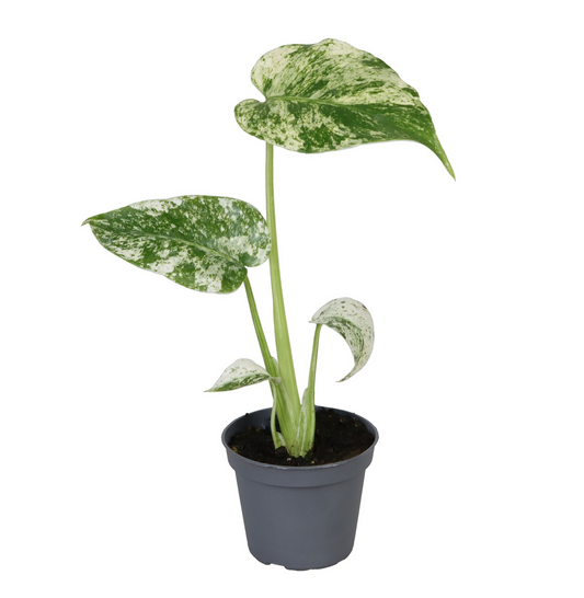 Planta naturala H18cm Monstera deliciosa Mint PS6/ in pamant