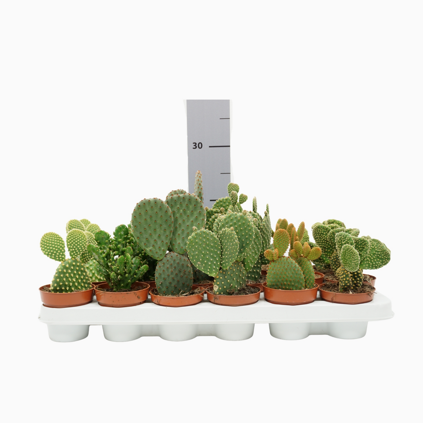 Planta naturala H18cm Opuntia mix PS8/ in pamant