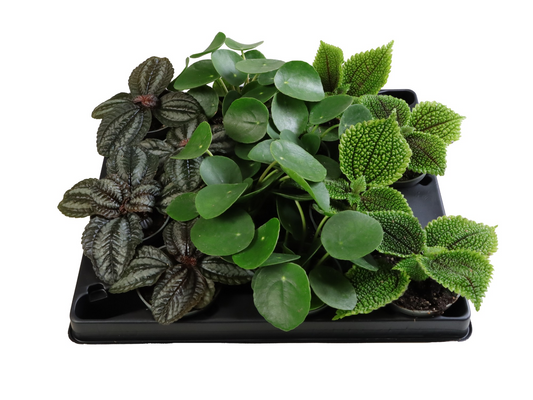 Planta naturala H1cm Pilea mix PS6/ in pamant