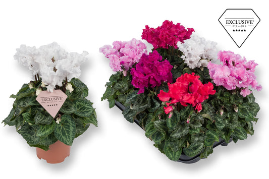 Planta naturala H20-25cm Cyclamen persicum kleinbloemig Super Serie Merengue mix PS10.5/ in pamant