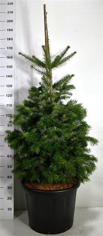 Planta naturala H200cm Abies nordmanniana PS54/ in pamant
