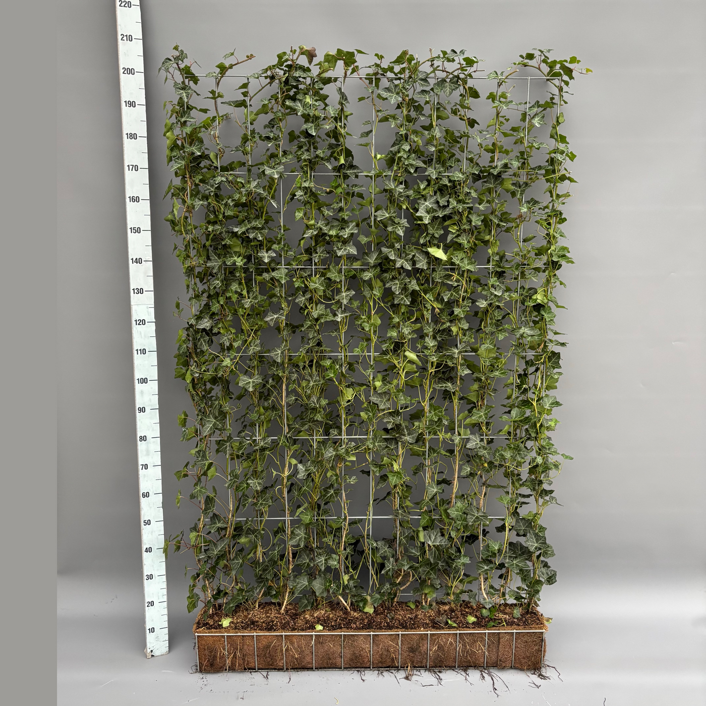 Planta naturala H200cm Hedera hibernica PS in pamant