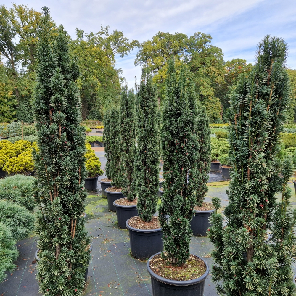 Planta naturala H200cm Taxus baccata 'Fastigiata Robusta' PS55/ in pamant