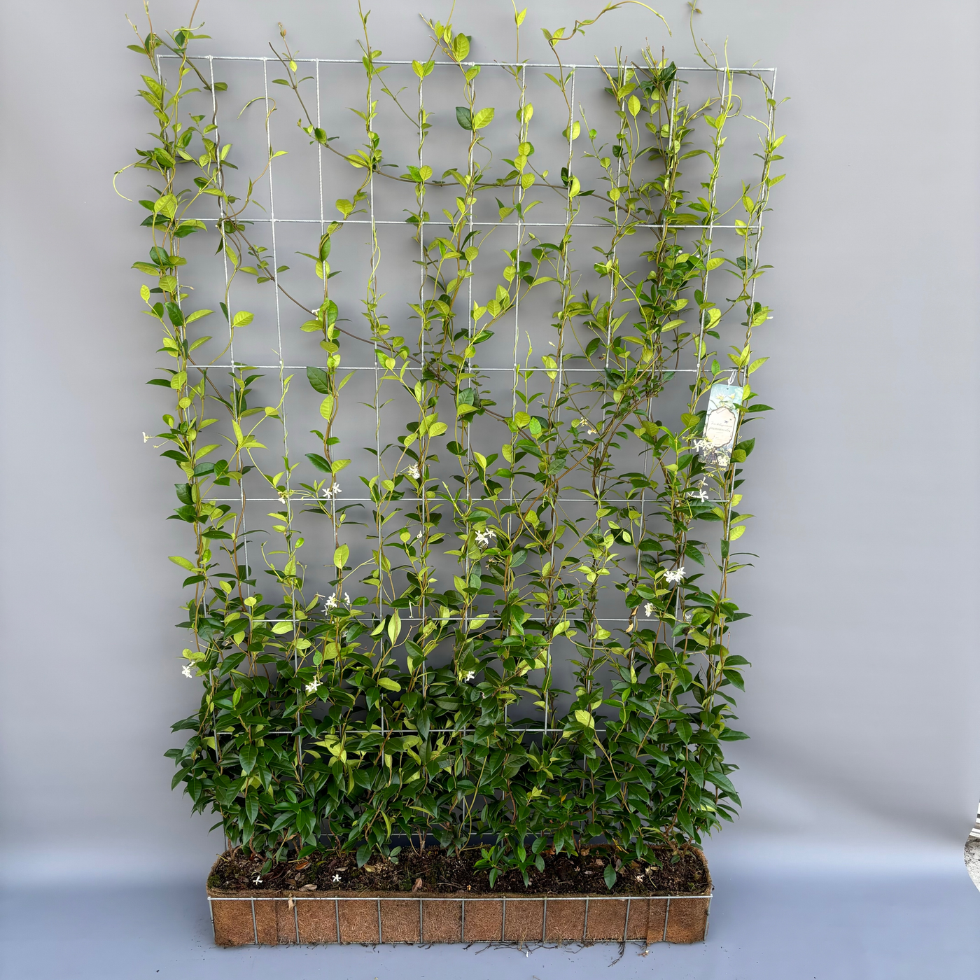 Planta naturala H200cm Trachelospermum jasminoides PS in pamant