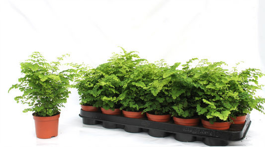 Planta naturala H20cm Adiantum raddianum 'Fritz-Luthi' PS8/ in pamant