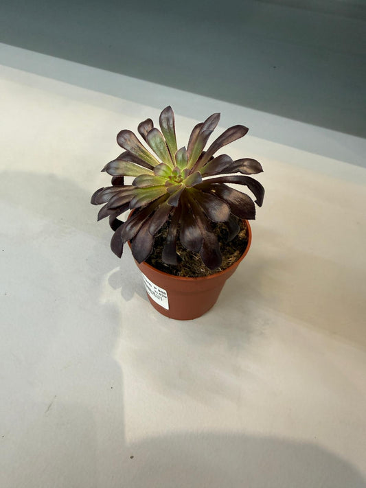 Planta naturala H20cm Aeonium PS8.5/cm in pamant