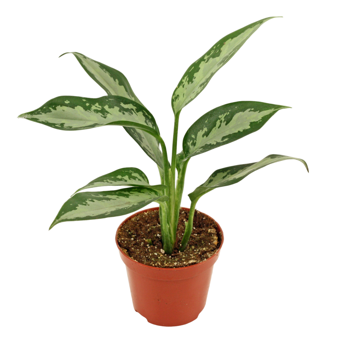 Planta naturala H20cm Aglaonema 'Jubilee Compacta' PS9/ in pamant