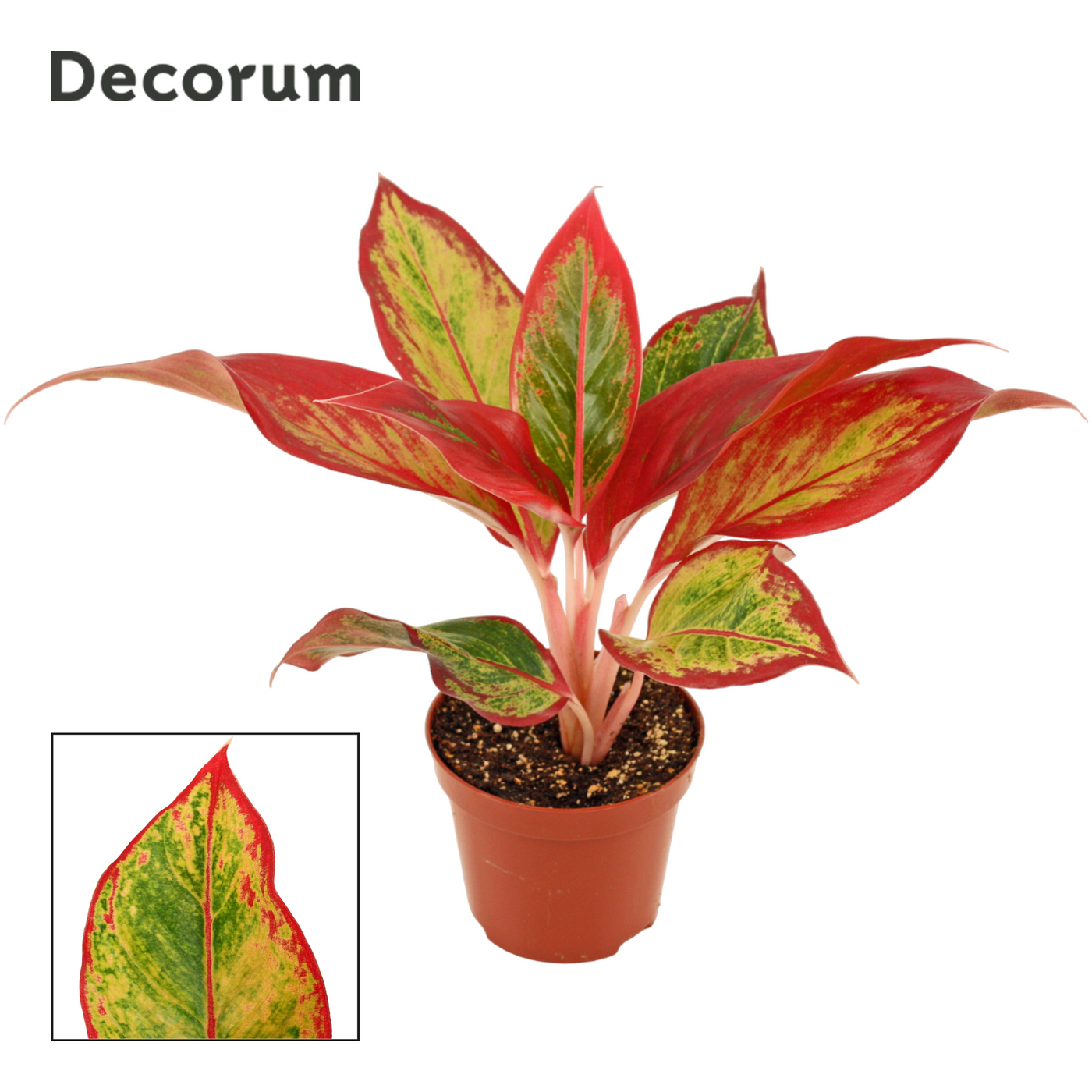 Planta naturala H20cm Aglaonema Red Fire PS9/ in pamant