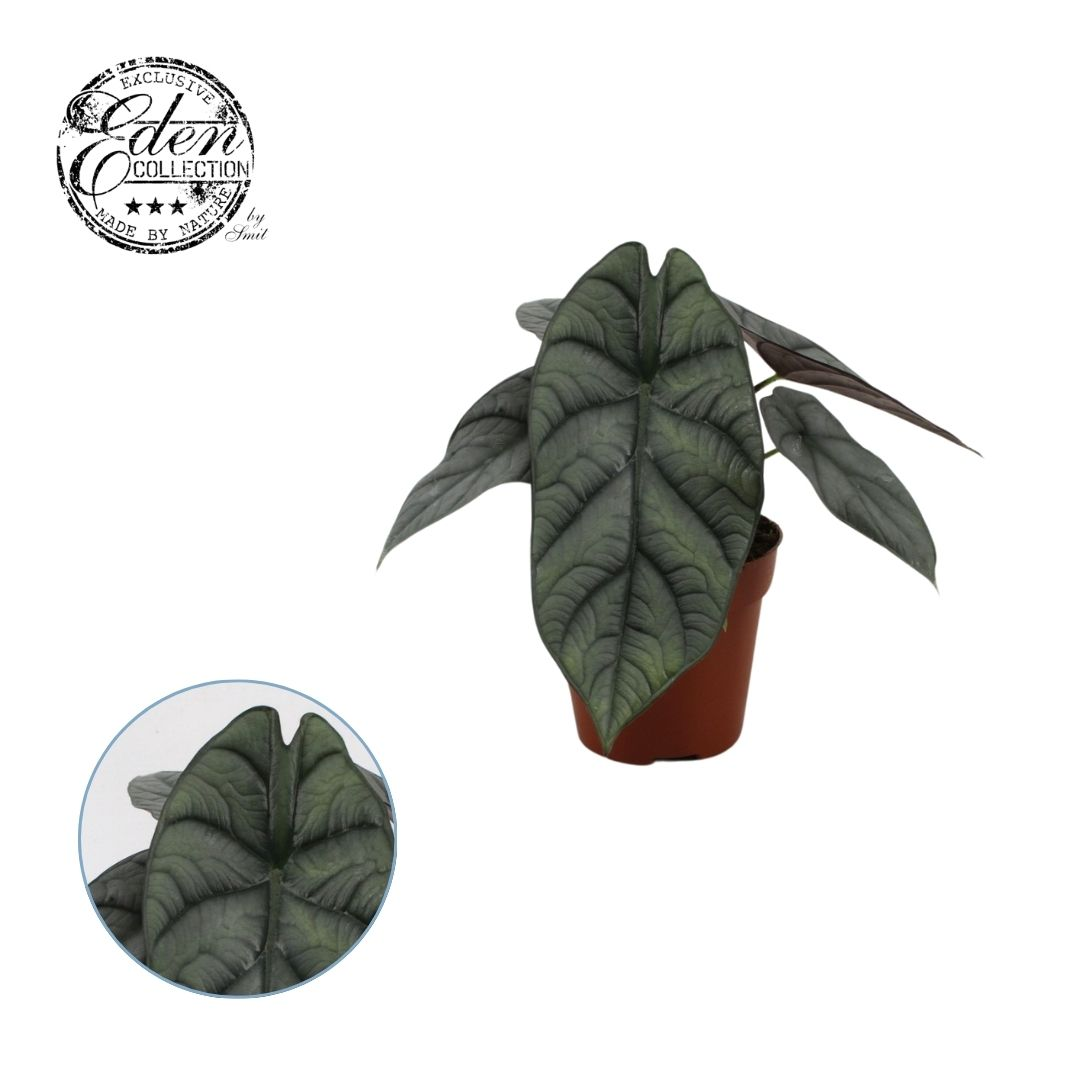 Planta naturala H20cm Alocasia Nebula Hybride PS12/ in pamant