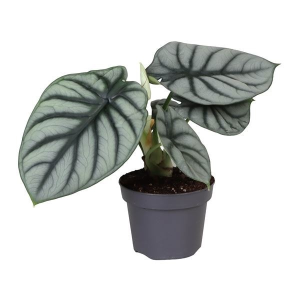 Planta naturala H20cm Alocasia Silver Dragon PS12/ in pamant